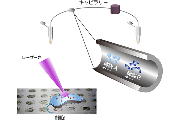 微生物を分けてレーザーで撃て