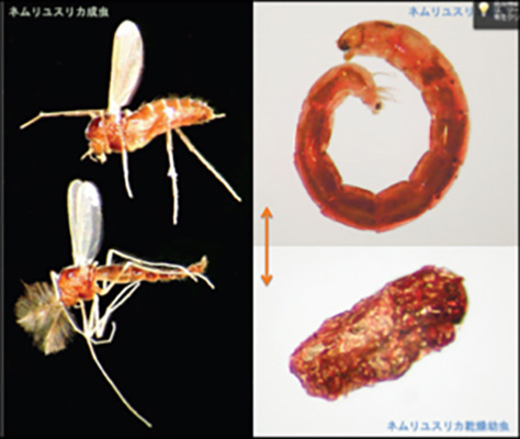 ネムリユスリ力の驚異的な乾燥耐性から学ぶ