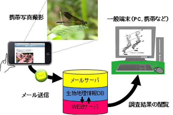 スマホを使った昆虫調査